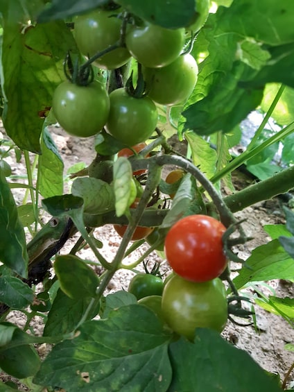 Picture 5 for Activity Thessaloniki: Private Greek Cooking Class and Meal at a Farm