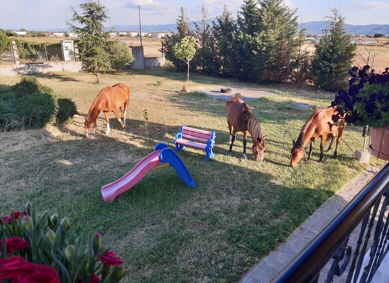 Picture 9 for Activity Thessaloniki: Private Greek Cooking Class and Meal at a Farm