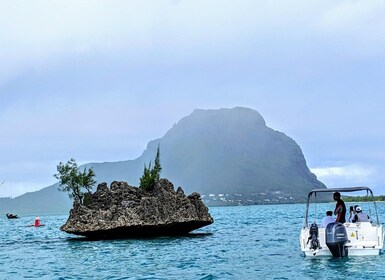 Privat delfinsimning/snorkling och lunch på ön Benitiers