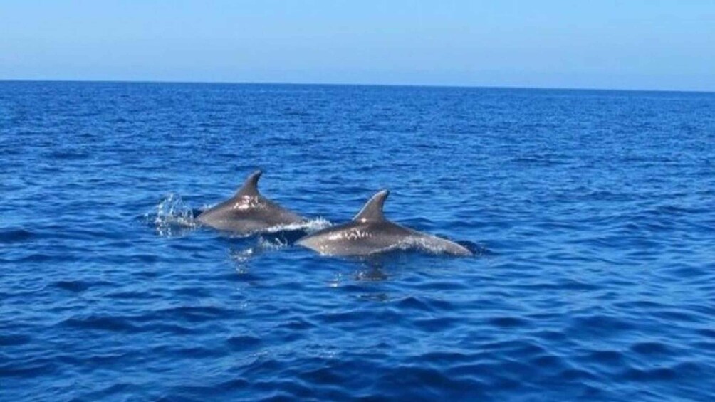 Picture 4 for Activity Private Dolphin Swim/Snorkeling & Lunch on Benitiers island