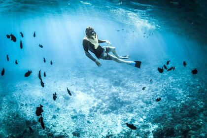 Muscat : Plongée en apnée et observation des dauphins excursion