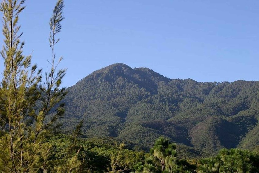 Picture 1 for Activity Oaxaca: Forest and Nature Walking Experience