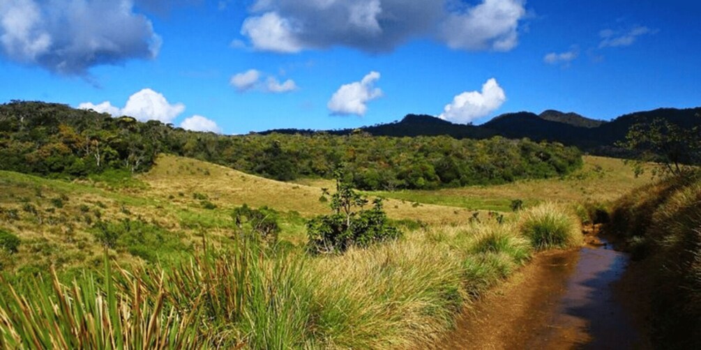 Picture 4 for Activity Comprehensive Excursion: Horton Plains and Pedro Tea Factory