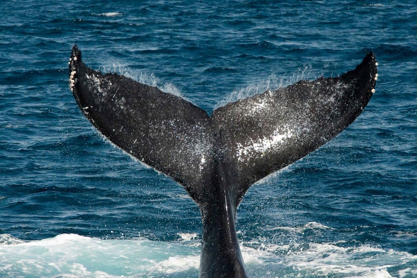 Picture 6 for Activity Uvita: Marino Ballena National Park Whale/Dolphin Watching