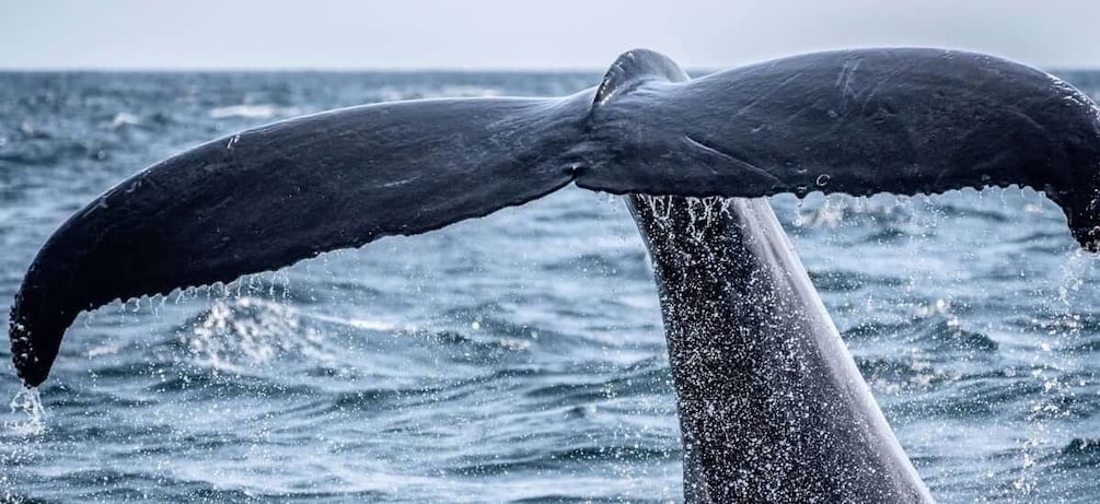 Picture 8 for Activity Uvita: Marino Ballena National Park Whale/Dolphin Watching