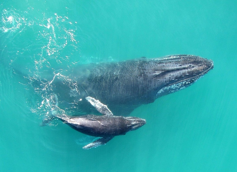 Picture 12 for Activity Uvita: Marino Ballena National Park Whale/Dolphin Watching