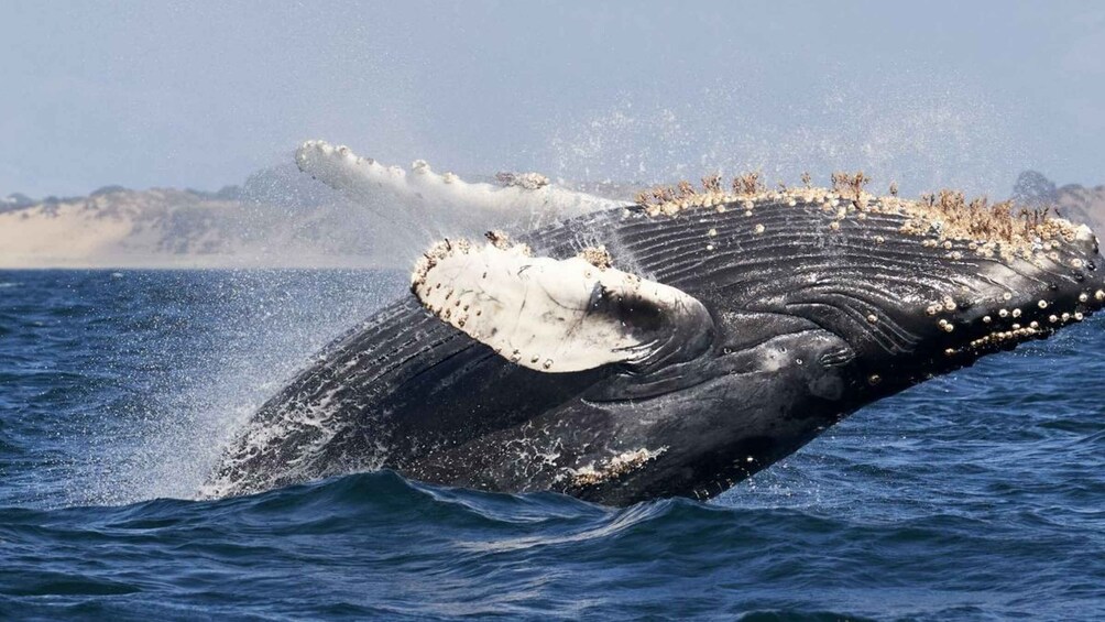 Picture 7 for Activity Uvita: Marino Ballena National Park Whale/Dolphin Watching