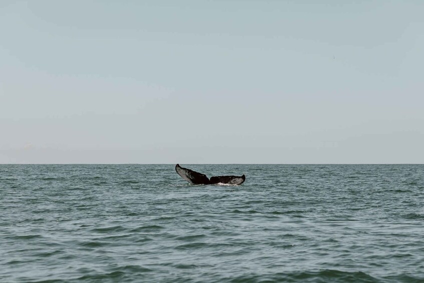 Picture 1 for Activity Uvita: Marino Ballena National Park Whale/Dolphin Watching