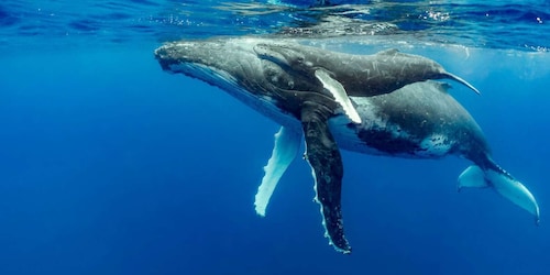 Uvita: Marino Ballena National Park Whale/Dolphin Watching