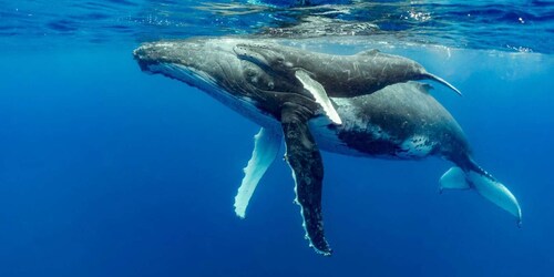 Uvita: Marino Ballena National Park Whale/Dolphin Watching