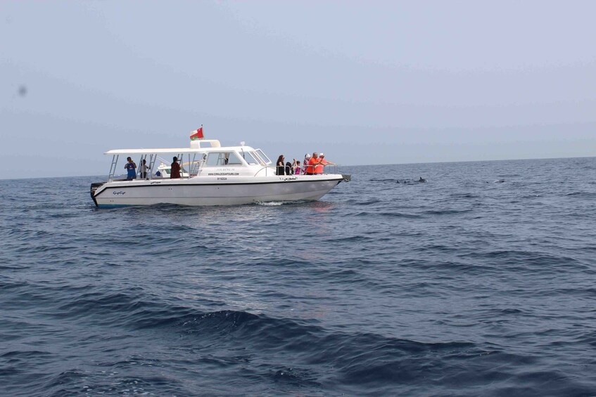 Picture 3 for Activity Dolphin Watching Tour