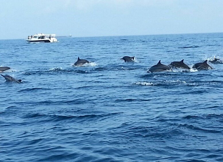 Picture 4 for Activity Dolphin Watching Tour