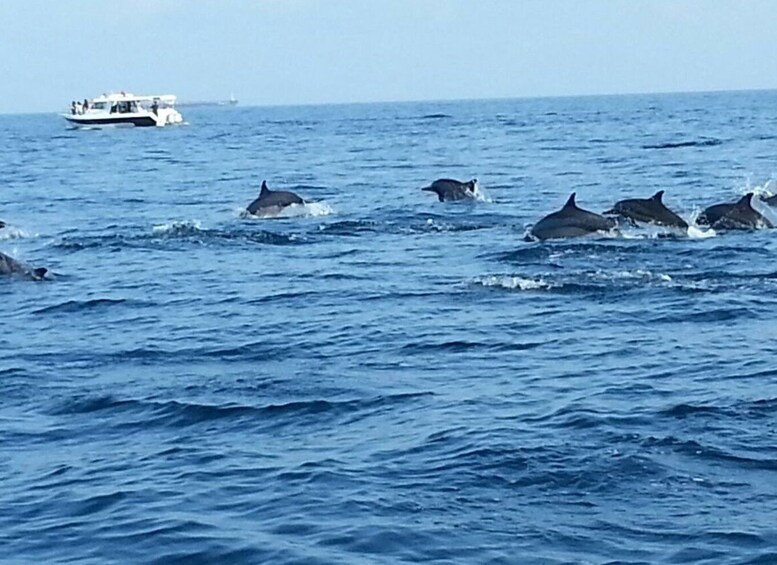 Picture 4 for Activity Dolphin Watching Tour