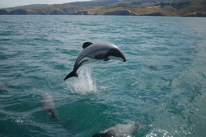 Dolphin Watching Tour