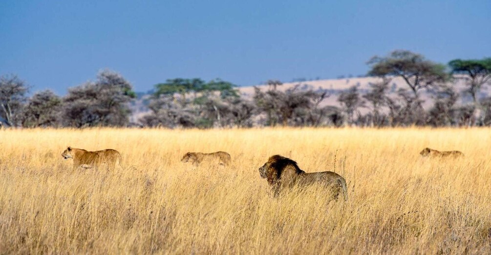 Picture 4 for Activity 5 Days Serengeti Flying Safari