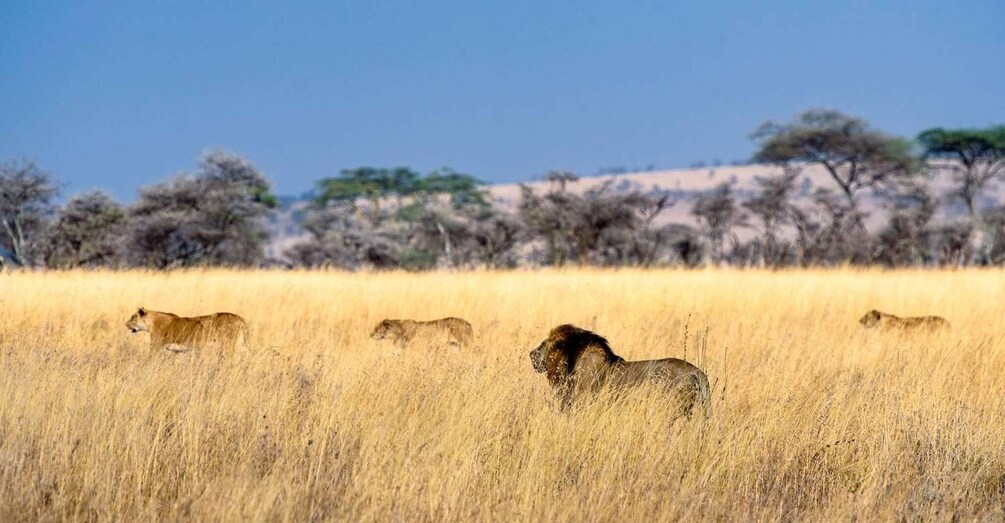 Picture 4 for Activity 5 Days Serengeti Flying Safari