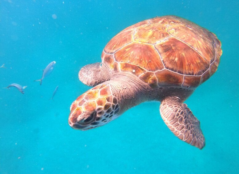 Picture 8 for Activity São Vicente: Snorkeling with Turtles Breathtaking Experience