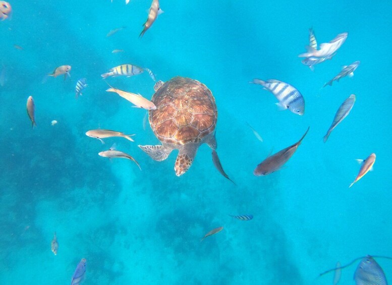 Picture 3 for Activity São Vicente: Snorkeling with Turtles Breathtaking Experience