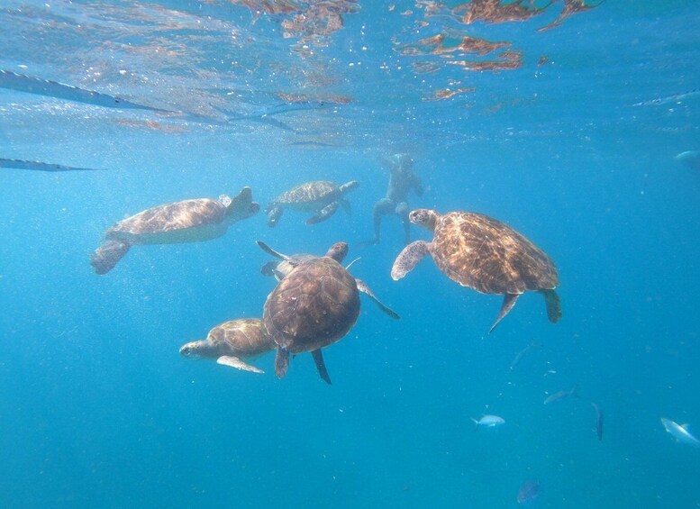 Picture 9 for Activity São Vicente: Snorkeling with Turtles Breathtaking Experience