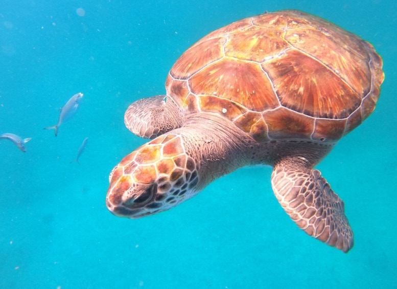 Picture 8 for Activity São Vicente: Snorkeling with Turtles Breathtaking Experience