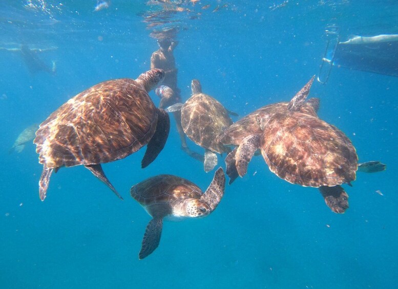 Picture 7 for Activity São Vicente: Snorkeling with Turtles Breathtaking Experience