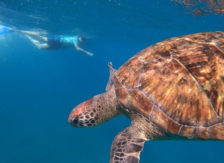 Picture 4 for Activity São Vicente: Snorkeling with Turtles Breathtaking Experience