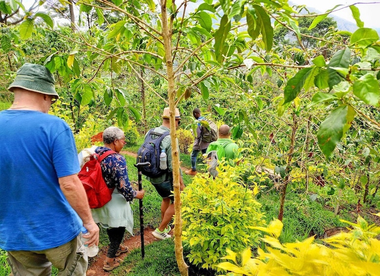 Picture 5 for Activity COFFEE PLANTATION TOUR