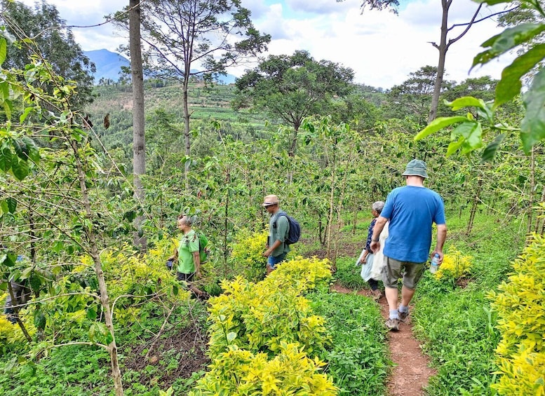 Picture 6 for Activity COFFEE PLANTATION TOUR