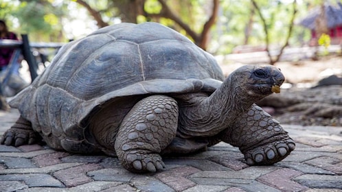 Zanzibar; Prison Island, Nakupenda, StoneTown Tour with BBQ