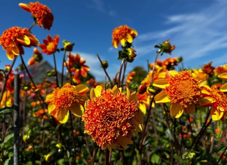 Picture 7 for Activity Bulb region: Dahlias Bicycle Tour