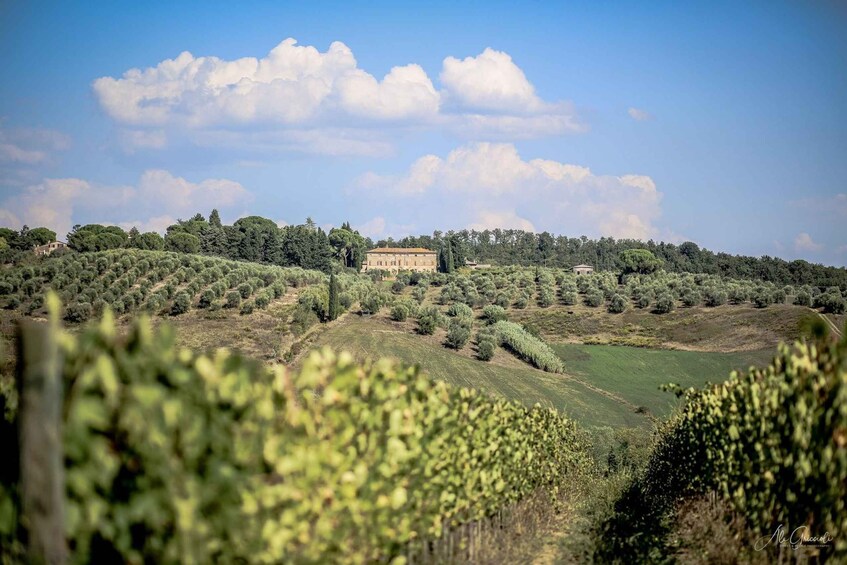 Picture 3 for Activity Wine Experience in an Organic Chianti Winery