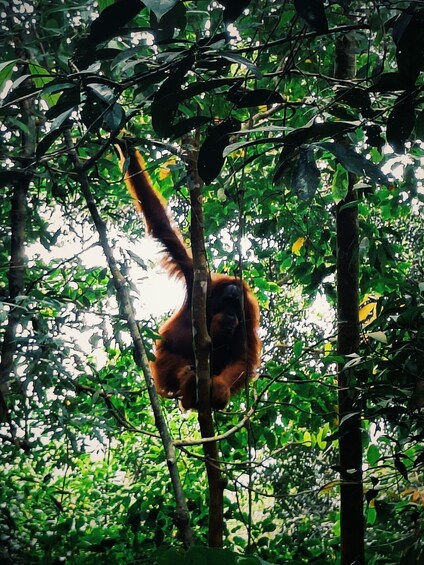 Picture 2 for Activity Bukitlawang Orangutan : 3 Days Group Jungle Trek