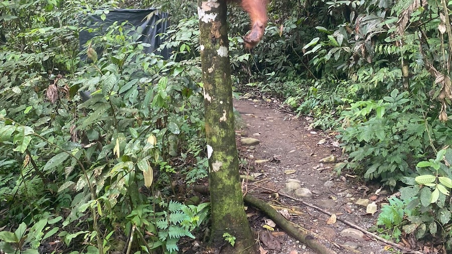 Bukitlawang Orangutan : 3 Days Group Jungle Trek