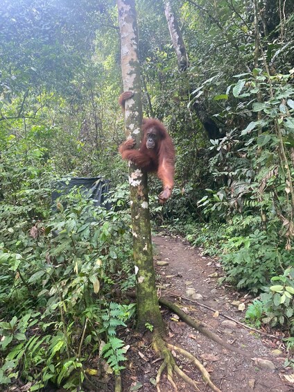 Bukitlawang Orangutan : 3 Days Group Jungle Trek