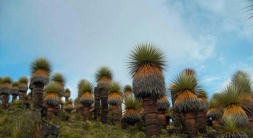 Picture 3 for Activity Ayacucho: Route to Vilcashuamán and Pumacocha