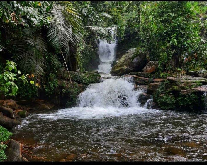 Picture 5 for Activity Munnar: Tea Garden and Elephant Safari Trip by 4x4