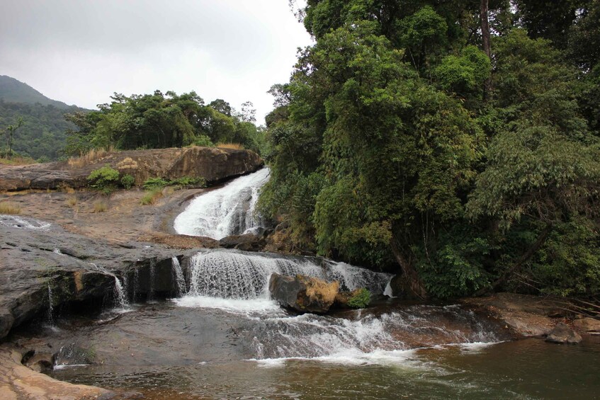 Picture 3 for Activity Munnar: Tea Garden and Elephant Safari Trip by 4x4