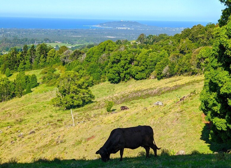 Picture 16 for Activity From Gold Coast: Byron Bay and Bangalow Day Tour