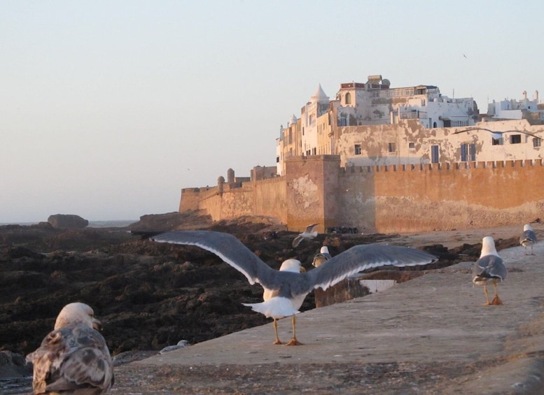 Picture 7 for Activity From Agadir Taghazoute: Essaouira Day Trip with Expert Guide