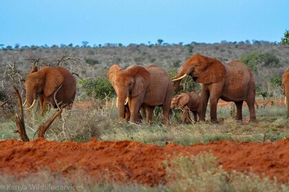 3 dager og 2 netter Tsavo East-safari fra Mombasa/Nairobi