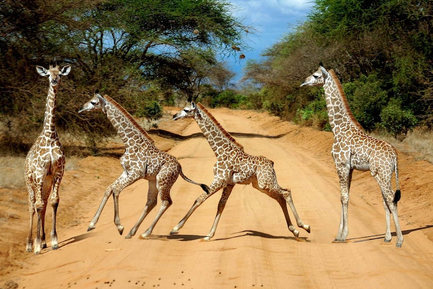 Picture 1 for Activity 3 Days 2 nights Tsavo East safari from Mombasa/Nairobi