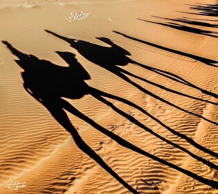 阿加迪爾：火烈鳥河駱駝之旅，可選燒烤晚餐