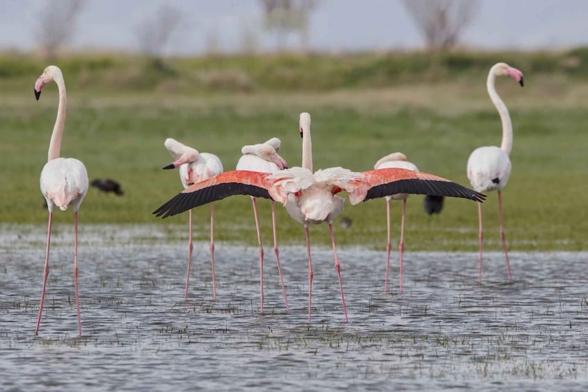 Picture 2 for Activity Agadir: Flamingo River Camel Ride with Optional BBQ Dinner