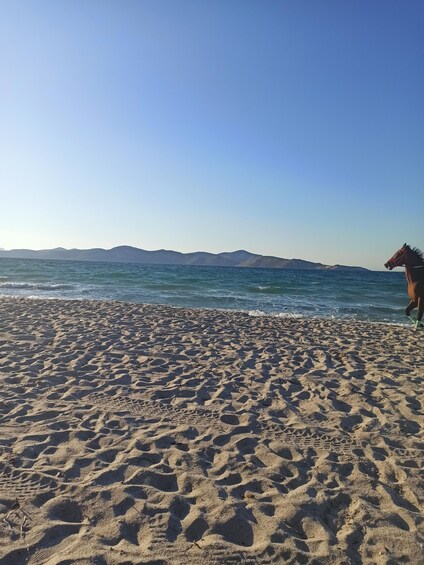 Picture 8 for Activity Kos: Horse Riding Experience on the Beach with Instructor