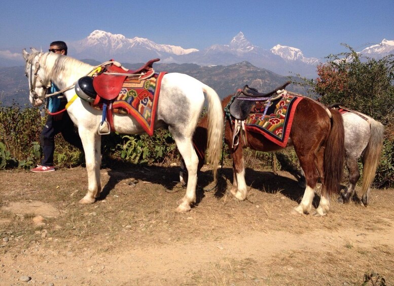 Pokhara: 2.5-Hour Horse-Pony Ride in Nature