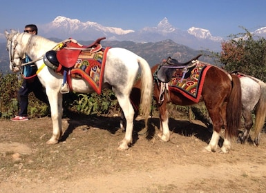 Pokhara: 2,5-stündiger Ritt auf dem Pferd und Pony in der Natur