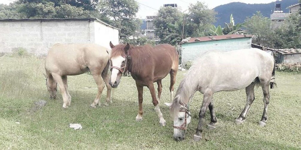 Picture 3 for Activity Pokhara: 2.5-Hour Horse-Pony Ride in Nature