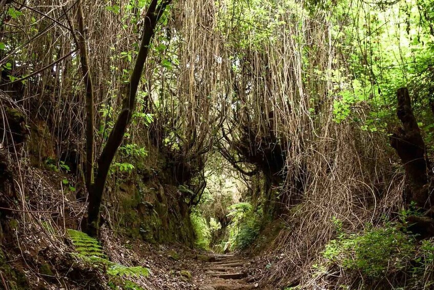 Picture 1 for Activity La Palma: Guided Trekking Tour To Cubo de la Galga