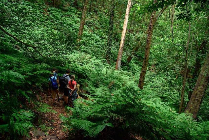 Picture 4 for Activity La Palma: Guided Trekking Tour To Cubo de la Galga