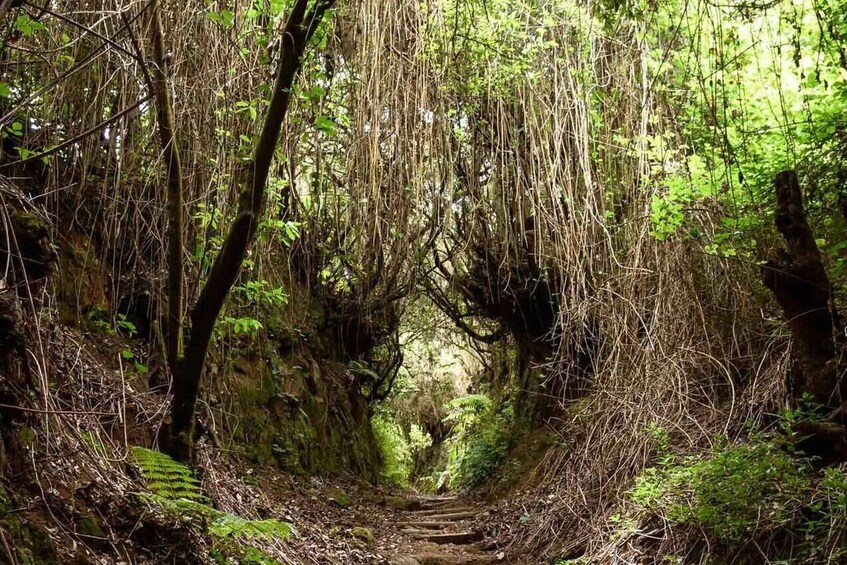 Picture 1 for Activity La Palma: Cubo de la Galga (trekking tour)